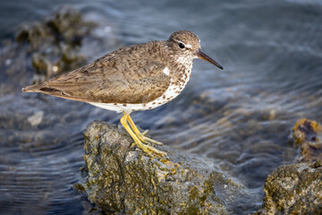 Spotted Sandpiper