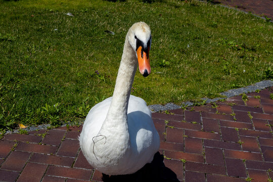 Swan standing on brick path near green grass in sunlight
