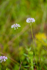 Two Wildflowers 