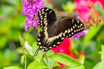 Black Swallowtail on Butterfly Bush