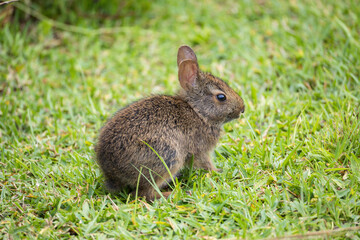 Juvenile Marsh Rabbit (Kitten)