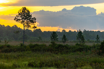 Wetlands Morning