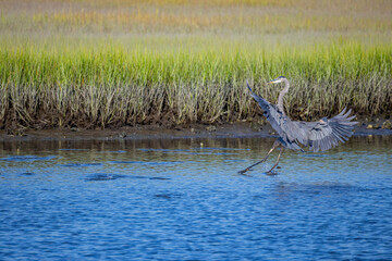 Great Blue Heron Landing in Salt Marsh