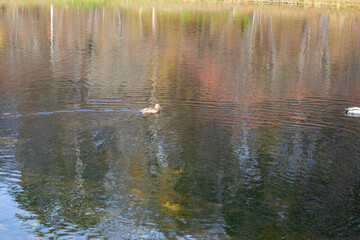 Duck swimming on colorful autumn lake with reflections
