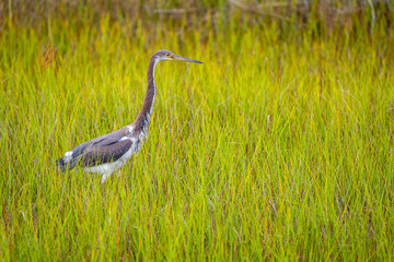 Tricolored Heron in Marsh