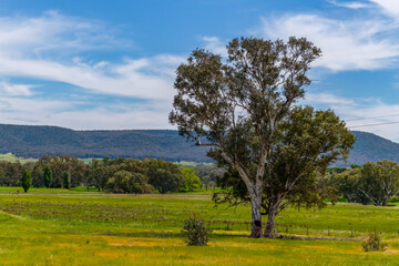 Clouds and Gum Trees in the Riverina Landscape