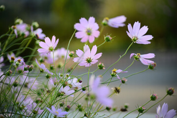 秋の花コスモス