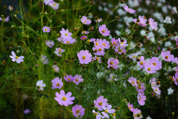 秋の花コスモス