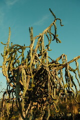 Super tall twisted cactus plant (euphorbia) in balboa park san diego california