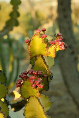 Close up of flowering green cactus plant in san diego california