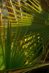 Beautiful green mexican californian fan palm tree (washingtonia) leaves basked in sunlight during golden hour