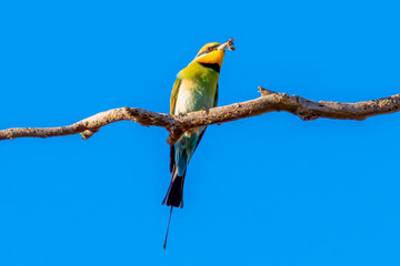 Rainbow bee-eater on a branch with it's bee catch