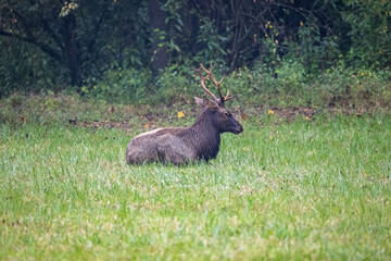 Elk in Meadow