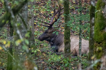 Resting Bull Elk in Forest
