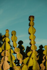 Beautiful green cactus pod basked in sunlight during golden hour with blue skies