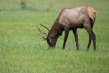 Grazing Elk