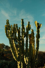 Beautiful green cactus pod basked in sunlight and casting shadows during golden hour with blue skies