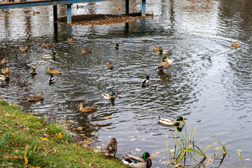 Wild ducks swimming on a pond in an autumn park