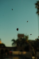 Large spider with items stuck in its web in nature vertical