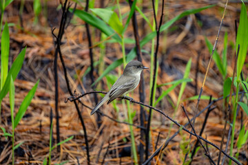Eastern Phoebe