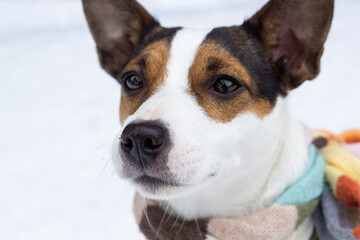 Close-up portrait of a Jack Russell Terrier dog wearing a scarf outdoors in winter snow 