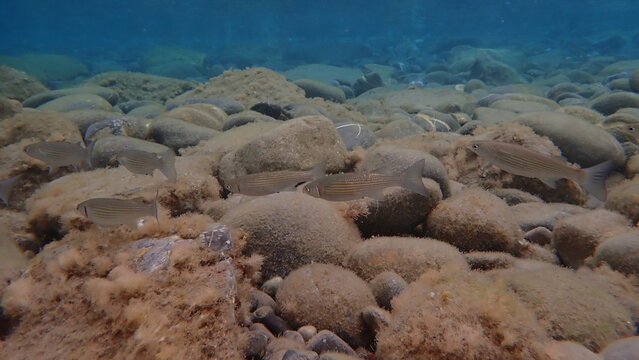 Flathead grey mullet, flathead mullet, striped mullet (Mugil cephalus) undersea, Ligurian Sea, Italy, Imperia