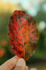 Hand holding a beautiful crimson leaf with spots and different changing colors 