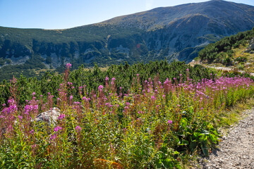 Fototapety na wymiar - Fototapeta24.pl