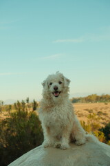 Small cute fluffy white dog smiling while sitting on a rock in nature