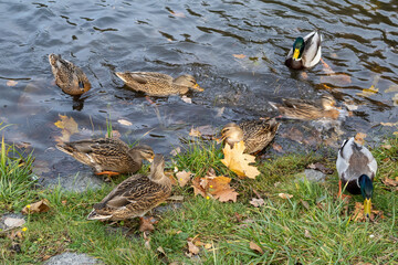Wild ducks swimming and feeding at lake shore in autumn
