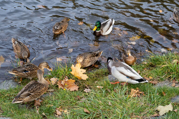 Mallard ducks swimming and feeding by river in autumn