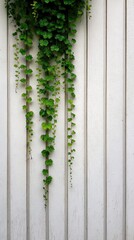 Trailing ivy on a white wooden fence, verdant and delicate