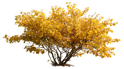 Lindera benzoin in Autumn: Golden Leaves. Isolated shrub or small tree white background premium