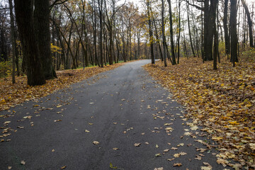 Autumn park pathway covered with fallen leaves