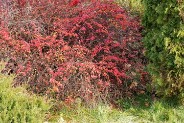 Red autumn bush with green conifer tree in garden