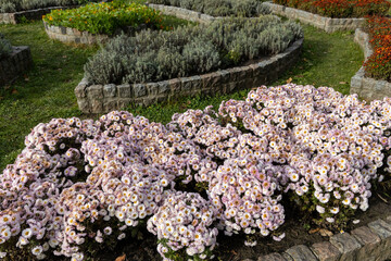 Blooming Chrysanthemums in Urban Botanical Garden