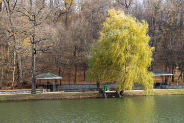 Willow tree by riverside in autumn city park