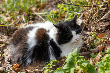 Black and white cat resting outdoors in autumn foliage