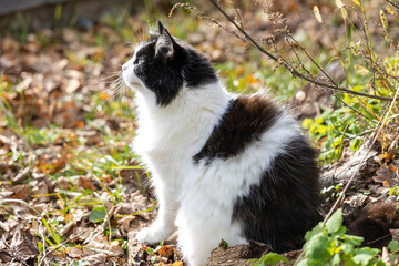 Black and white cat sitting outdoors in autumn sunlight