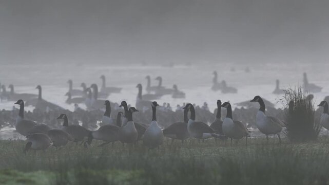 Canada Goose, Branta Canadensis, birds on marshes