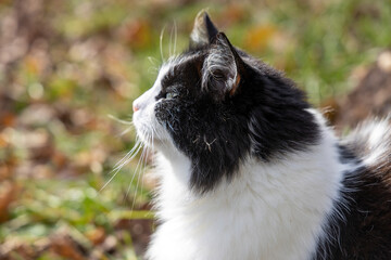 Black and white fluffy cat in sunlight outdoors