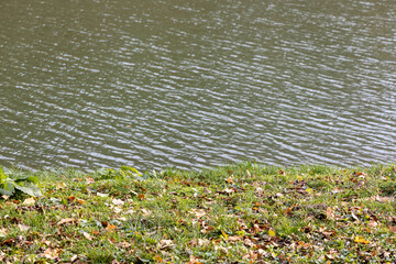 Calm riverbank with green grass and fallen leaves