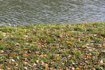 Autumn leaves scattered on grassy riverside bank