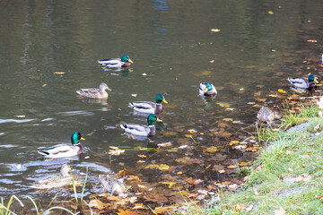 Group of mallard ducks swimming in a pond with autumn leaves