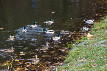 Mallard ducks swimming and resting by autumn pond edge