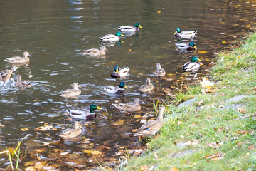 Group of mallard ducks swimming in autumn pond