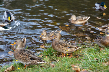 Wild ducks standing and swimming by the riverbank in autumn