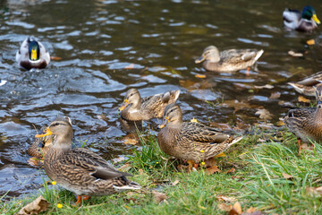 Group of wild ducks on river bank in autumn park