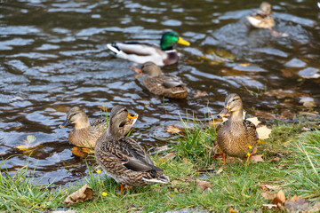 Wild ducks by the pond shore in autumn park