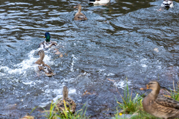 Mallard ducks swimming and splashing in a river